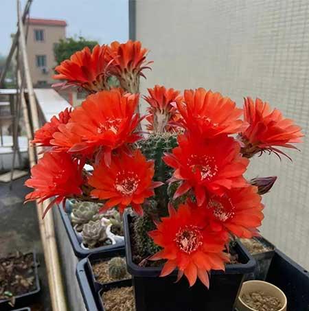适合夏天养的花