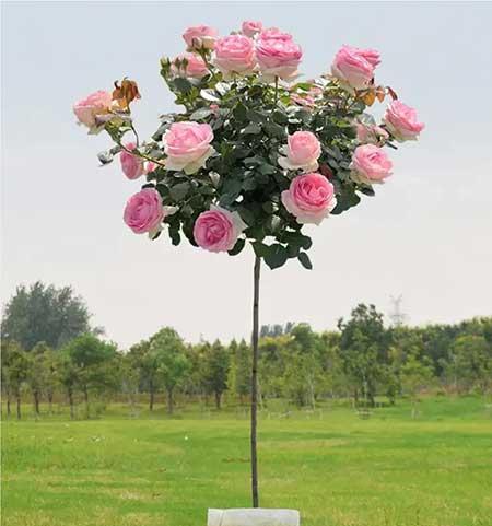适合夏天养的花