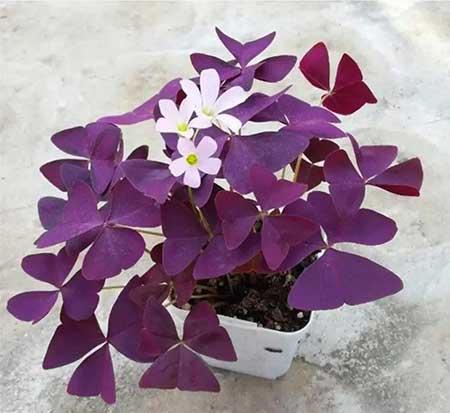 适合夏天养的花