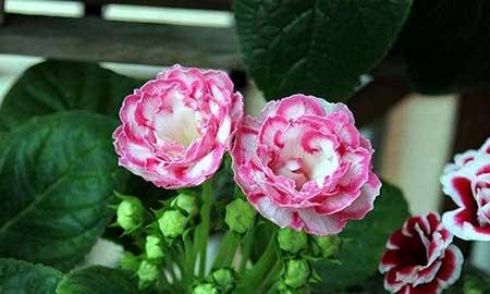 十种适合室内养的花