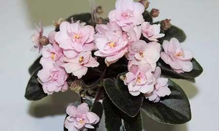 十种适合室内养的花