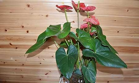 十种适合室内养的花