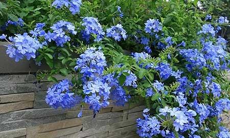 十种适合室内养的花