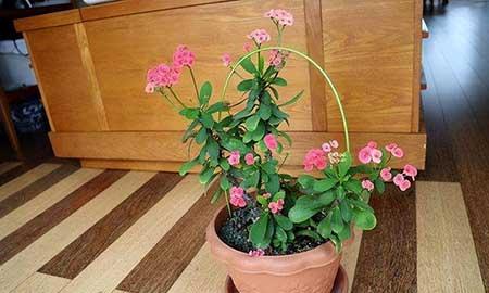 十种适合室内养的花