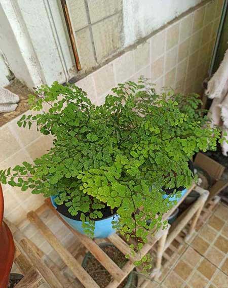 卫生间养什么植物最好