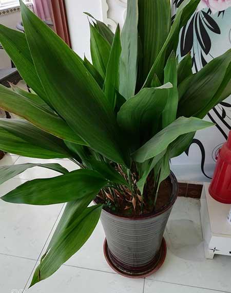 卫生间养什么植物最好