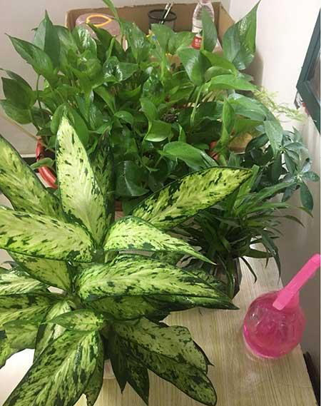 卫生间养什么植物最好