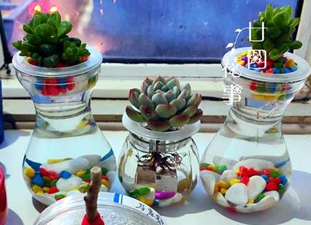 可长期养的水培植物