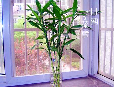 可长期养的水培植物