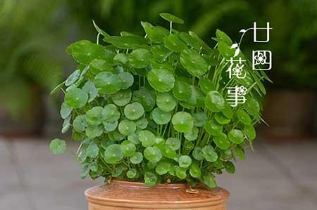 可长期养的水培植物