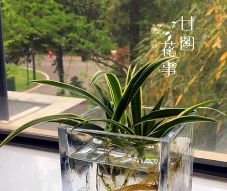 可长期养的水培植物