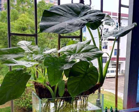 可长期养的水培植物
