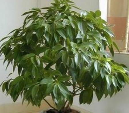 绿植养护知识和方法