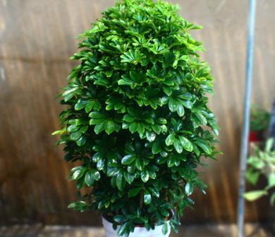 绿植养护知识和方法