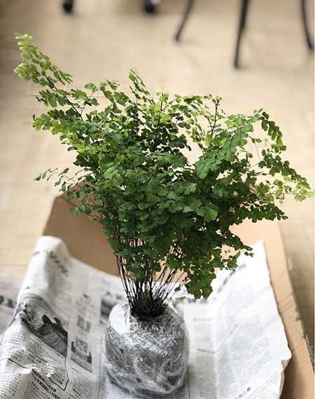 卧室养什么绿植对身体最好