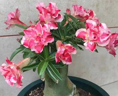 适合夏天养的花有哪些