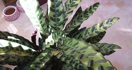 猫眼绿植的养殖方法