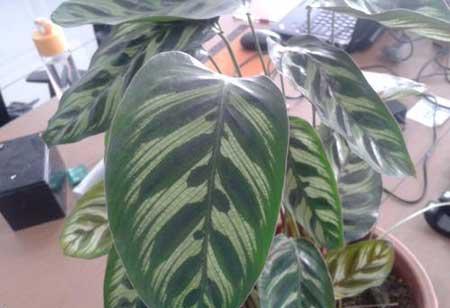 猫眼绿植的养殖方法