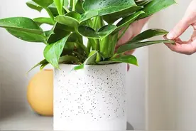 金砖花卉怎么养