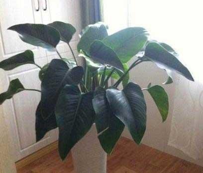 金砖花卉怎么养