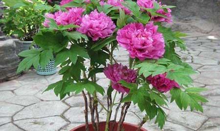 芍药花适合室内养吗