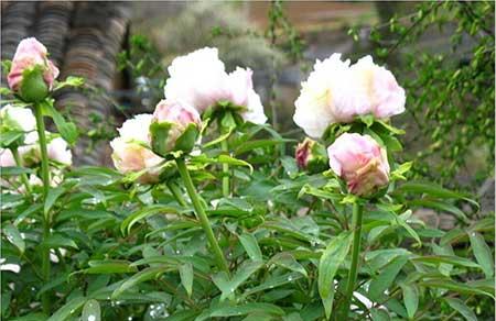 芍药花适合室内养吗