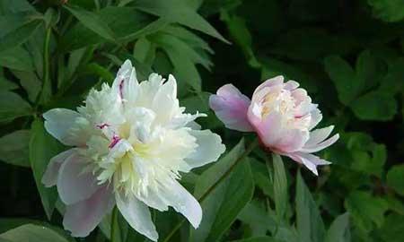 芍药花适合室内养吗
