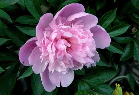 芍药花适合室内养吗
