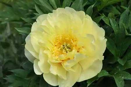 芍药花适合室内养吗