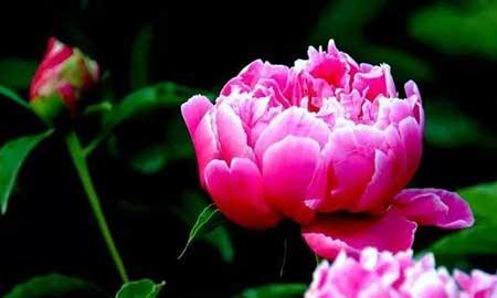 芍药花适合室内养吗