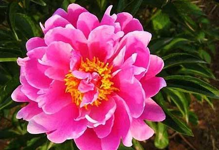 芍药花适合室内养吗