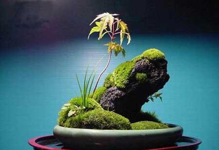 苔藓球盆栽怎么养