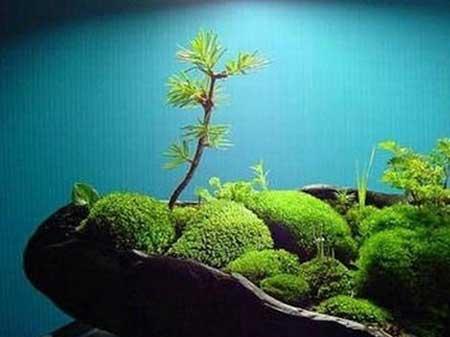 苔藓球盆栽怎么养