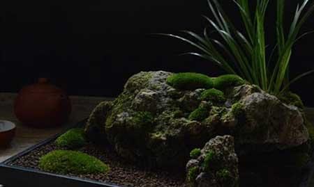 苔藓球盆栽怎么养