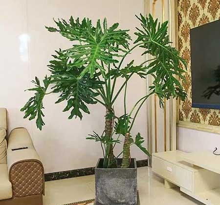 家里绿植养什么好
