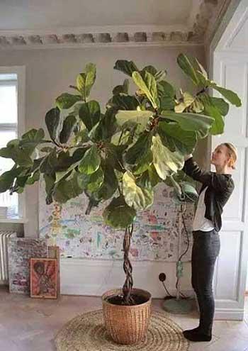 家里绿植养什么好