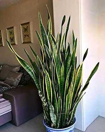 家里绿植养什么好