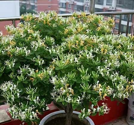 家里绿植养什么好