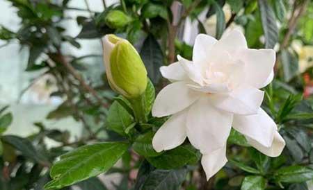 栀子花盆栽怎么养