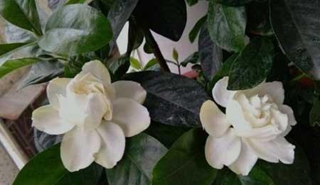 栀子花盆栽怎么养