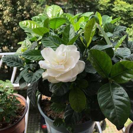 栀子花盆栽怎么养