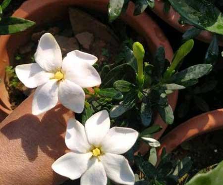 栀子花盆栽怎么养