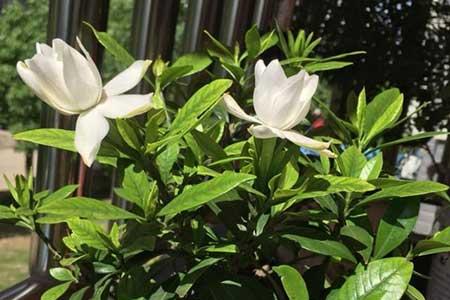 栀子花盆栽怎么养
