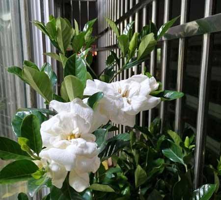 栀子花盆栽怎么养