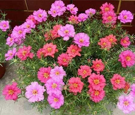 夏天适合养的花