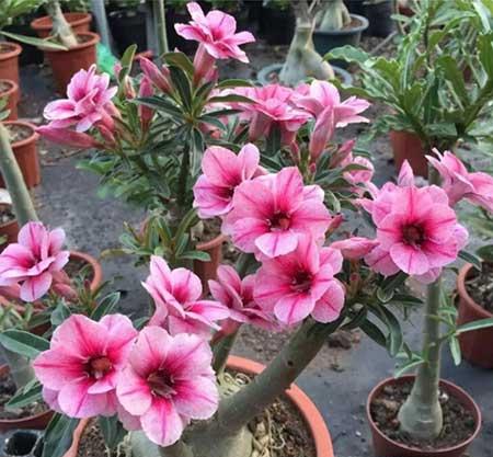 夏天适合养的花