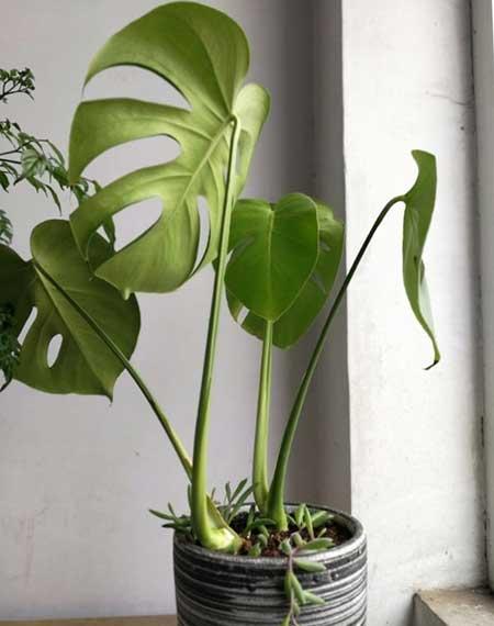 适合客厅养的花有哪些
