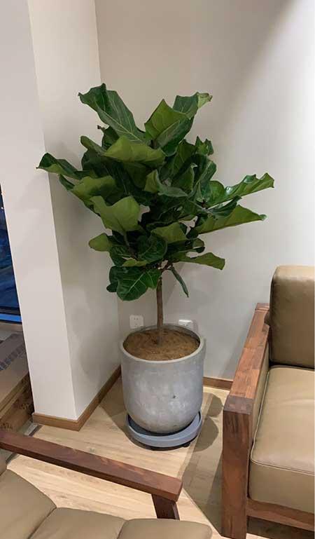 适合客厅养的花有哪些