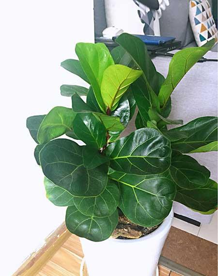 适合客厅养的花有哪些