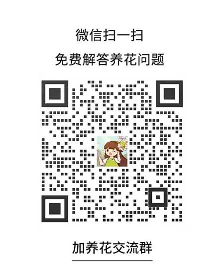 蝴蝶兰盆栽怎么养护